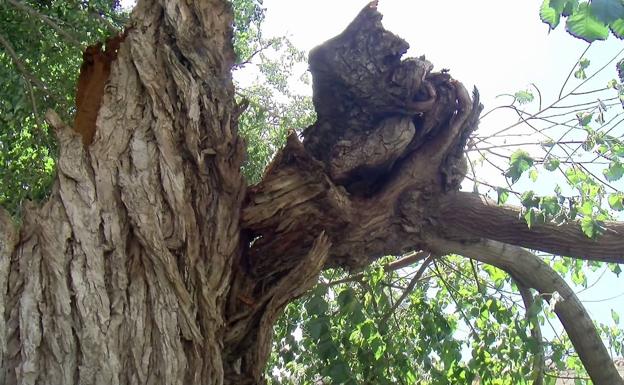 La tormenta tumba dos árboles monumentales en Librilla y Puebla de Soto