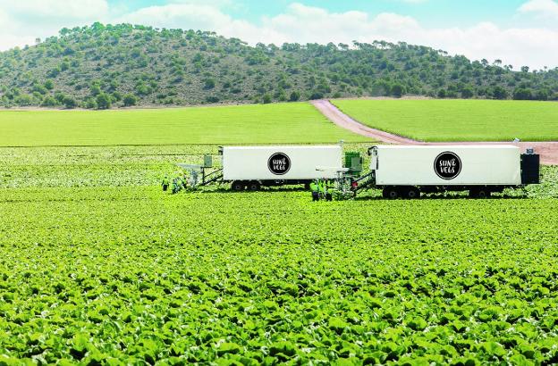 Agromediterránea ya es líder europeo en calabacín y maíz de invernadero