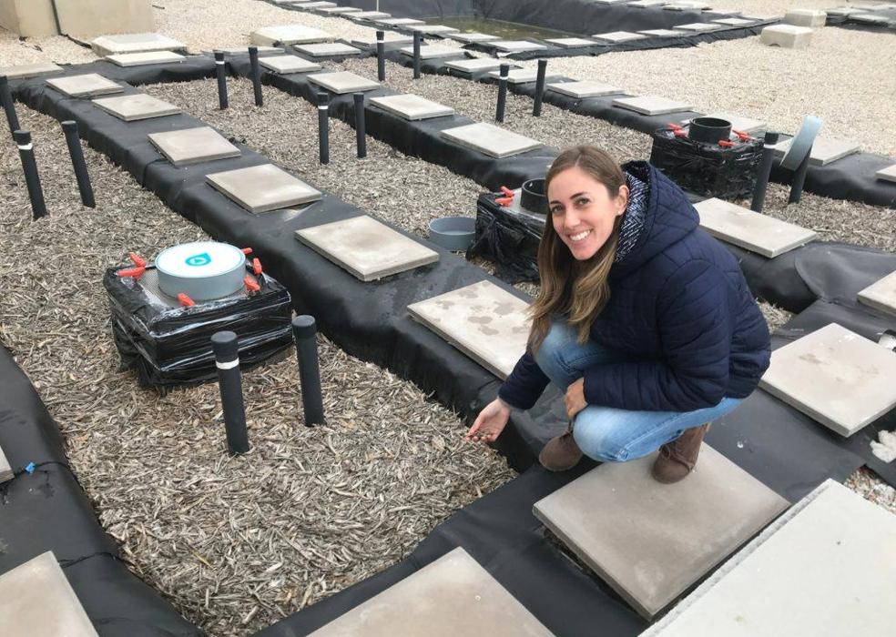 El mayor sistema de biorreactores con astillas de madera del mundo