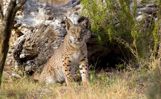 Hallan en Abanilla parte de un esqueleto de lince ibérico de hace un millón de años
