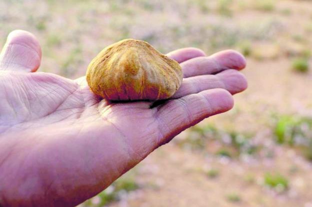 Ciencia puntera para la turmicultura