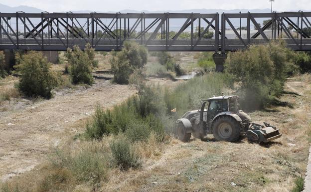 Desbrozan el cauce del río Guadalentín a su paso por el casco urbano de Lorca