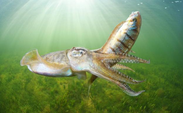 Lo nunca visto en el Mar Menor