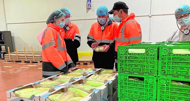 Ponen a prueba en Torre Pacheco inhibidores de nitrificación para cultivar brócoli