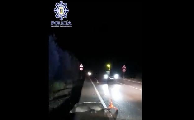 Un jabalí provoca un nuevo accidente en Alhama