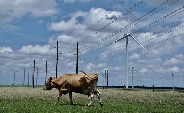 La Comunidad defiende al sector de la ganadería ante el «ataque» del Gobierno central y exige al Garzón que rectifique