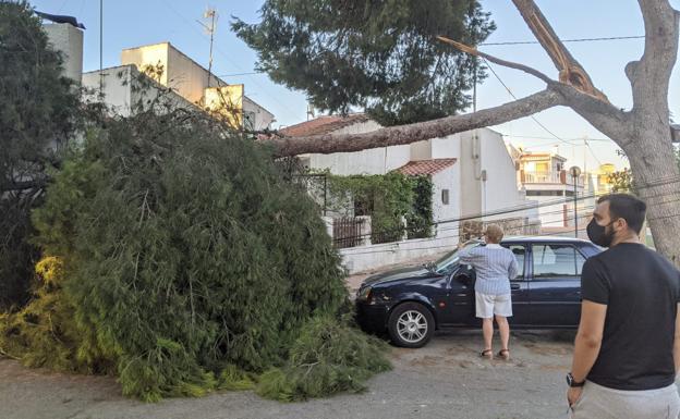 Se desploma una rama de un pino de más de 10 metros en Santiago de la Ribera