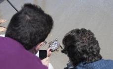 Las tortugas bobas de La Manga descubren el mar