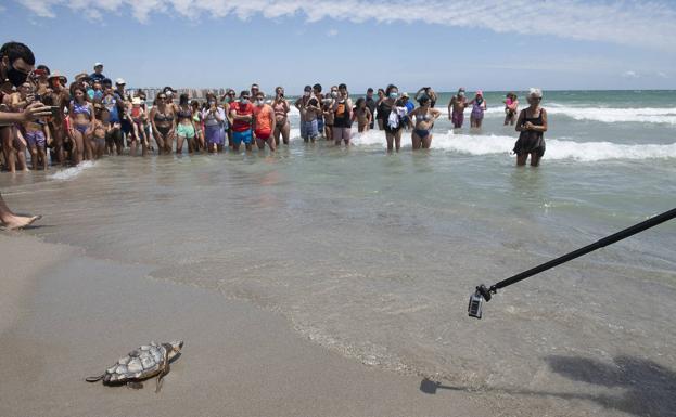 La Manga desea suerte a sus tortugas bobas