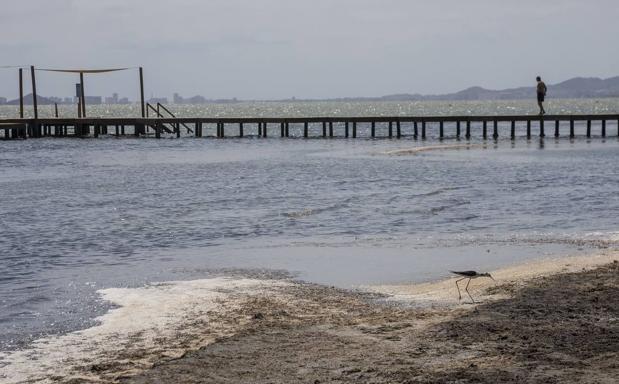 La Comunidad limpiará fangos y secos en el Mar Menor por la «inacción» de Costas