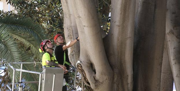 Chequeo a los grandes ficus de Murcia