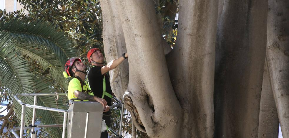 Chequeo a los grandes ficus de Murcia - Vimarsana News