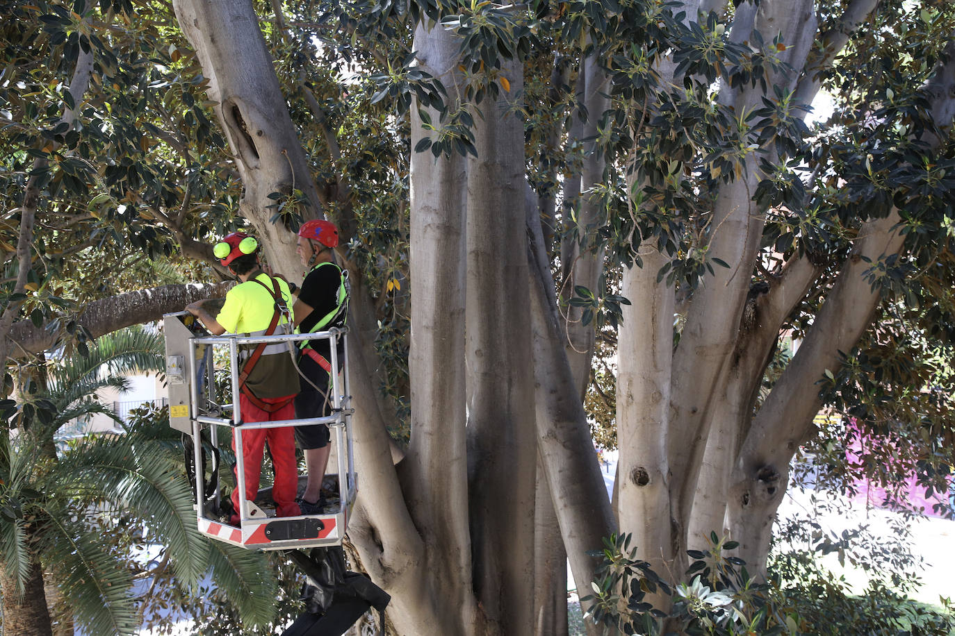 Chequeo a los grandes ficus de Murcia