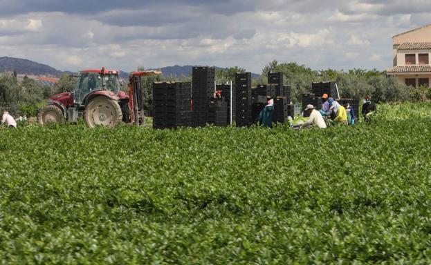 Un peón agrícola se desploma por el calor en una finca de Alhama