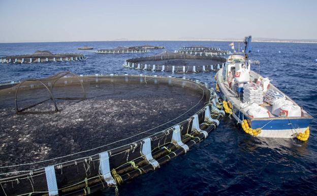 La acuicultura redujo la producción en más del 80% por el impacto de las DANA y de la Covid