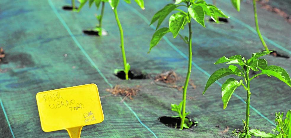 Los deberes hechos en agricultura eco - Vimarsana News