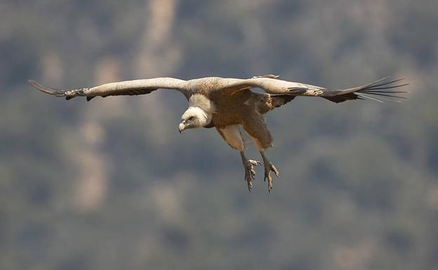 El buitre leonado vuelve a criar en Sierra Espuña