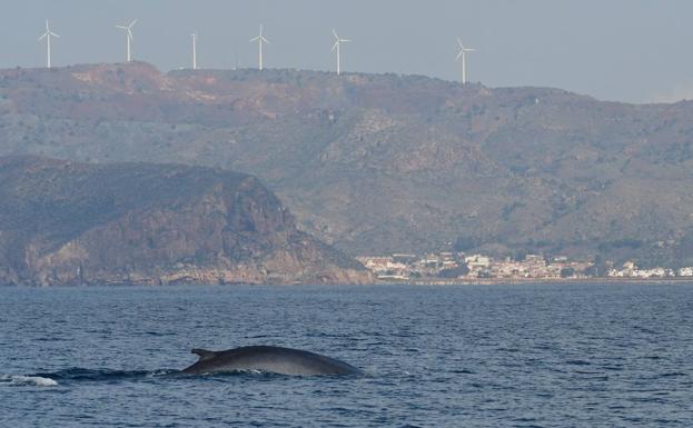 Los microplásticos se interponen en el camino de las ballenas