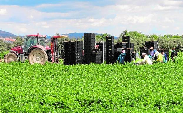 La agricultura y los servicios acaparan la caída en el número de desempleados en Lorca