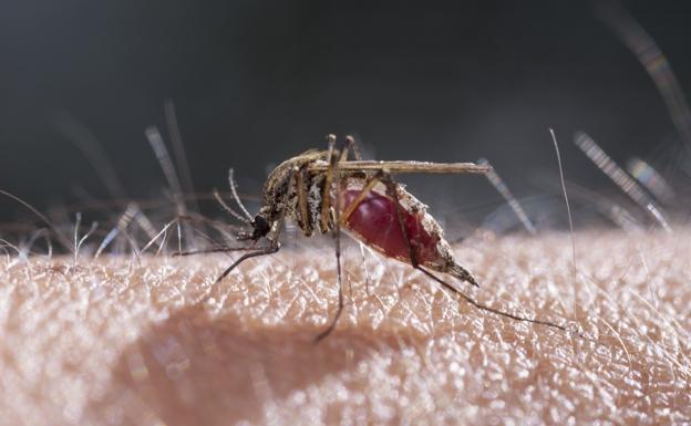 La Comunidad pide evitar acúmulos de agua para impedir focos de cría del mosquito tigre