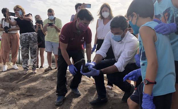 Liberados dos ejemplares de morito común en las Salinas de San Pedro después de recuperarse de sus lesiones