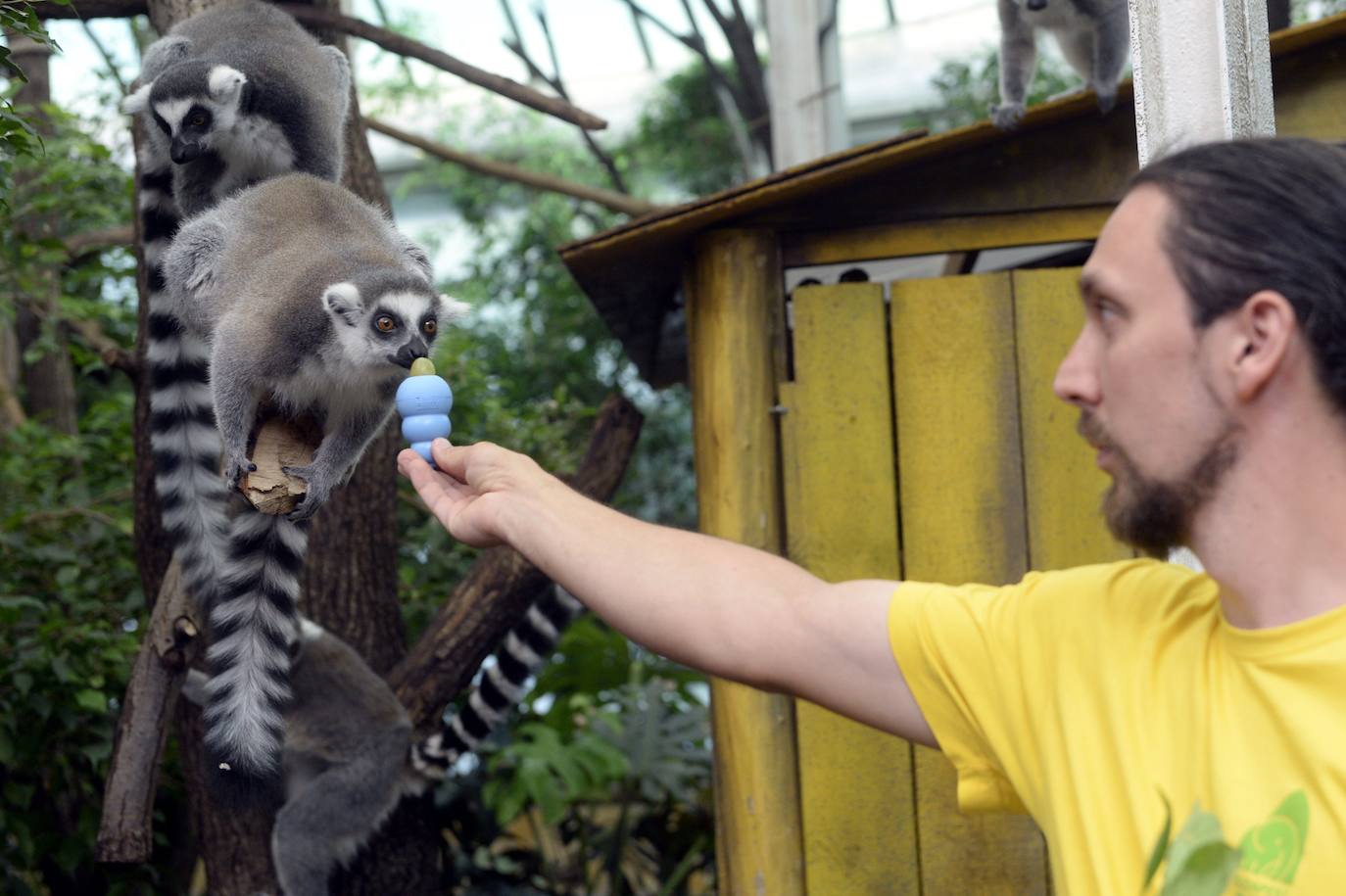 Fiesta de cumpleaños en el zoo de Budapest