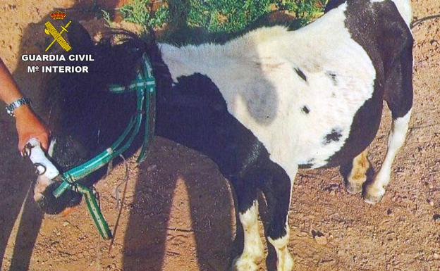 Tres investigados por el abandono de un poni que deambulaba desorientado por una carretera de Cartagena