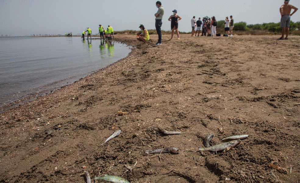 La aparición de peces muertos agrava el temor por el Mar Menor