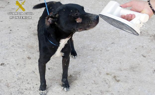 Investigan a un vecino de Cartagena por el abandono de un perro de raza potencialmente peligrosa