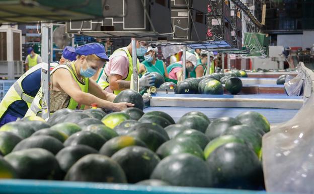 La campaña de sandía en la Región se aproxima a su fin con un balance negativo