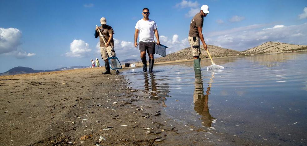 Mar Menor | Los ecologistas avisan de que la muerte de peces continuará los próximos días - Vimarsana News