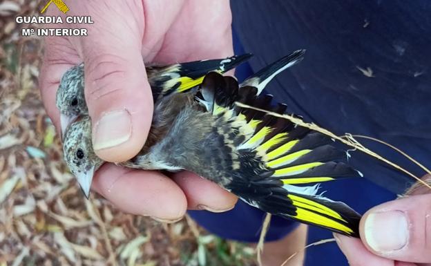 Sorprenden a un furtivo mientras intentaba capturar jilgueros en Molina de Segura