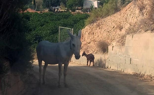 La Guardia Civil recoge un burro y una cabra que deambulaban por una carretera de Librilla
