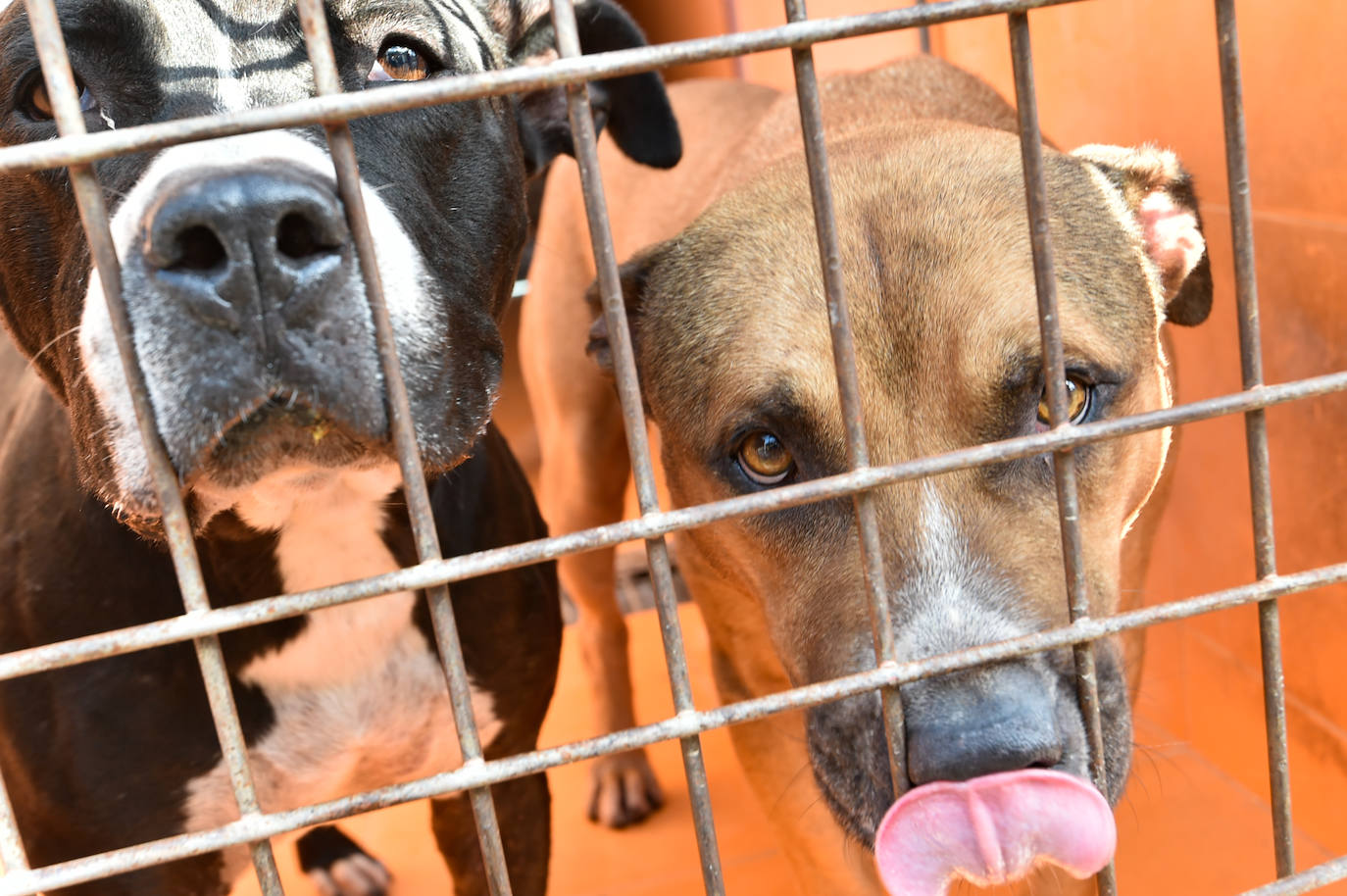 Fotos: La pandemia la adopción de perros y el Centro de Zoonosis La Verdad