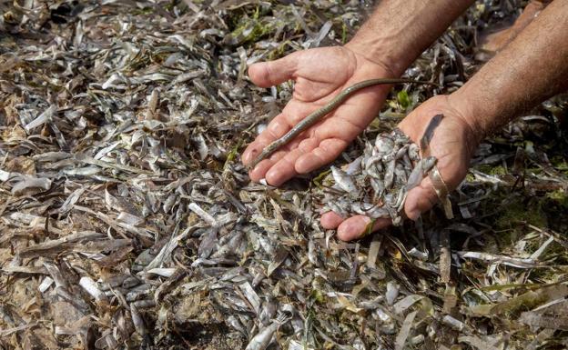 ANSE y WWF aseguran que continúa la mortalidad de miles de peces y crustáceos en el Mar Menor
