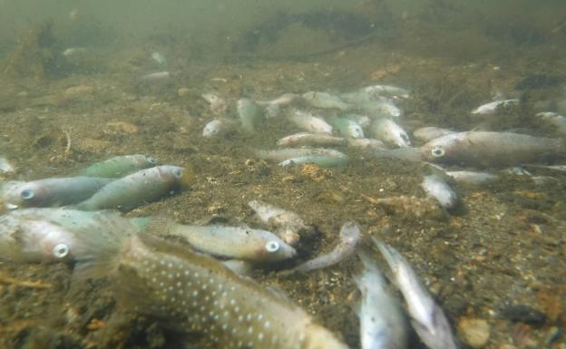 Greenpeace pide al Gobierno regional y al central que «dejen de pasarse la pelota y tomen medidas» sobre el Mar Menor
