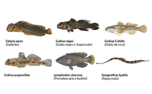 La mortandad en el Mar Menor golpea a más de 30 especies de peces y crustáceos