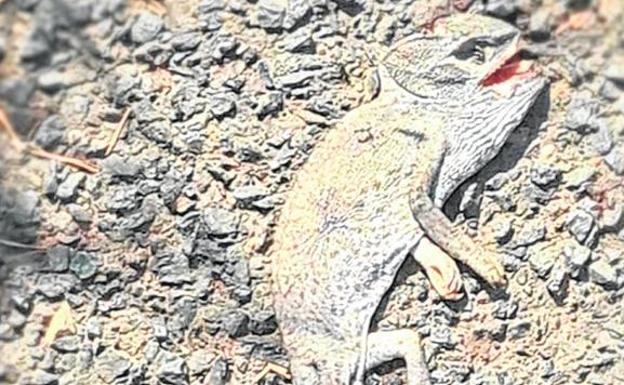 Más resaltes en Calblanque para evitar atropellos de camaleones