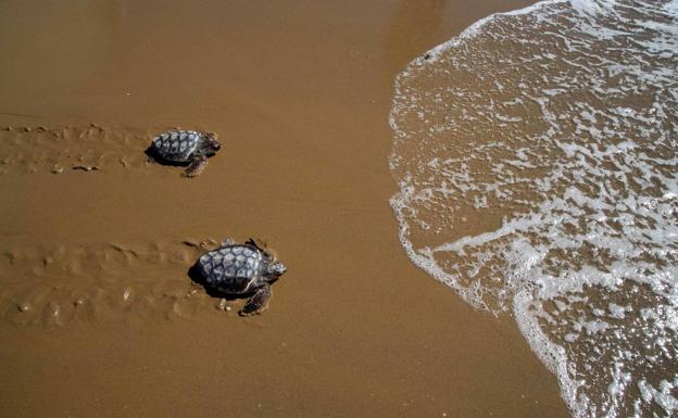 Récord de seguimiento por satélite de una tortuga boba liberada en Calblanque