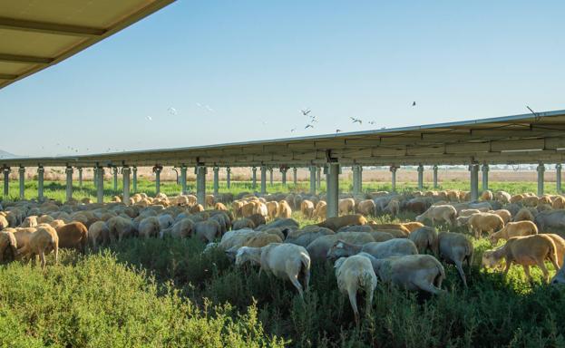 El paso adelante de la ecovoltaica