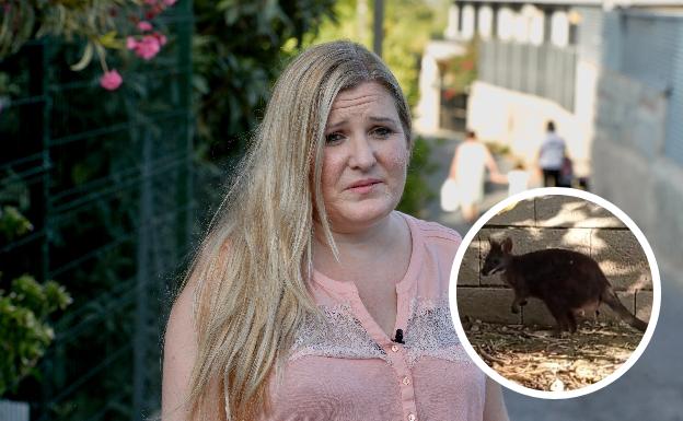 Ceden una motocicleta y un furgón para buscar al canguro perdido en Murcia y ofrecen recompensa