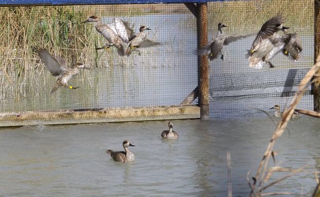 Anse evalúa el control de invasoras con pesca artesanal