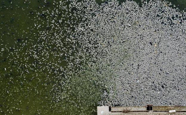 ANSE denuncia un episodio de mortandad masiva de peces en el embalse de Los Rodeos