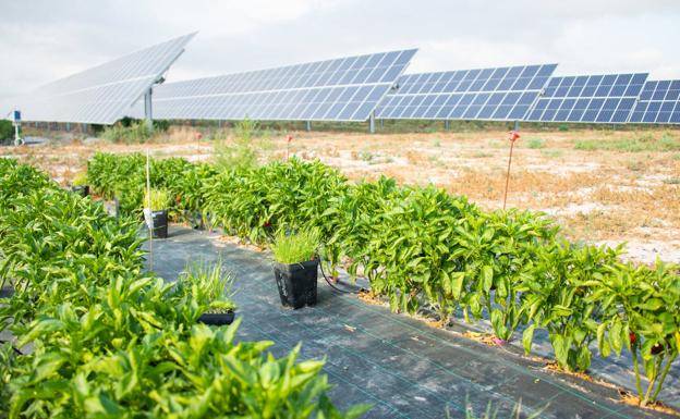 Soltec firma un contrato de 700 MW en Estados Unidos