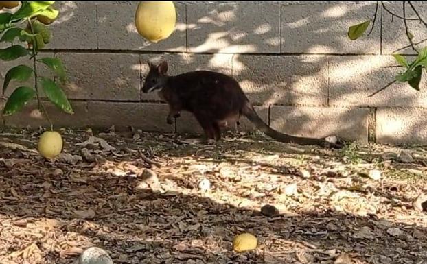 Avistan en Casillas al canguro perdido que deambula por las pedanías de Murcia