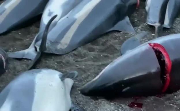 Masacre de 1.500 delfines a manos de pescadores en las Islas Feroe