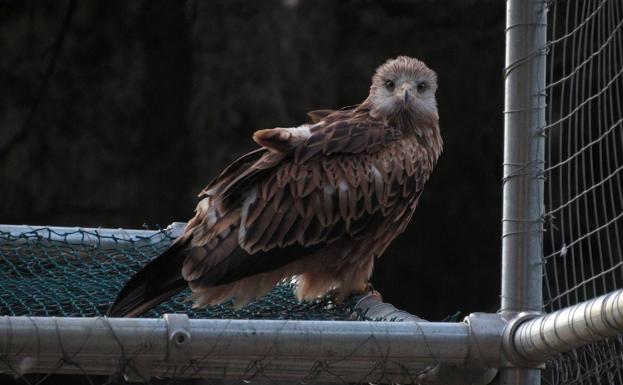 Inyección de milanos reales en Cazorla