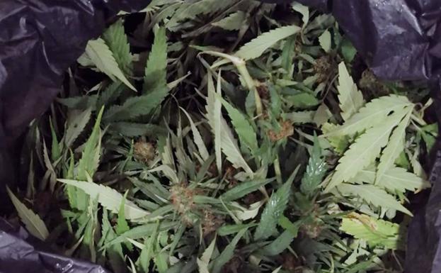 Dos arrestados tras sustraer más de un kilo de cáñamo medicinal de una finca de la pedanía cartagenera de El Algar