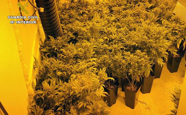 Desmantelan una plantación de marihuana en el interior de un antiguo comercio de la pedanía murciana de Sucina