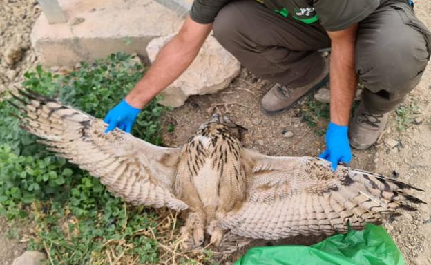 Medio Ambiente expedienta a Iberdrola por la electrocución de dos búhos reales